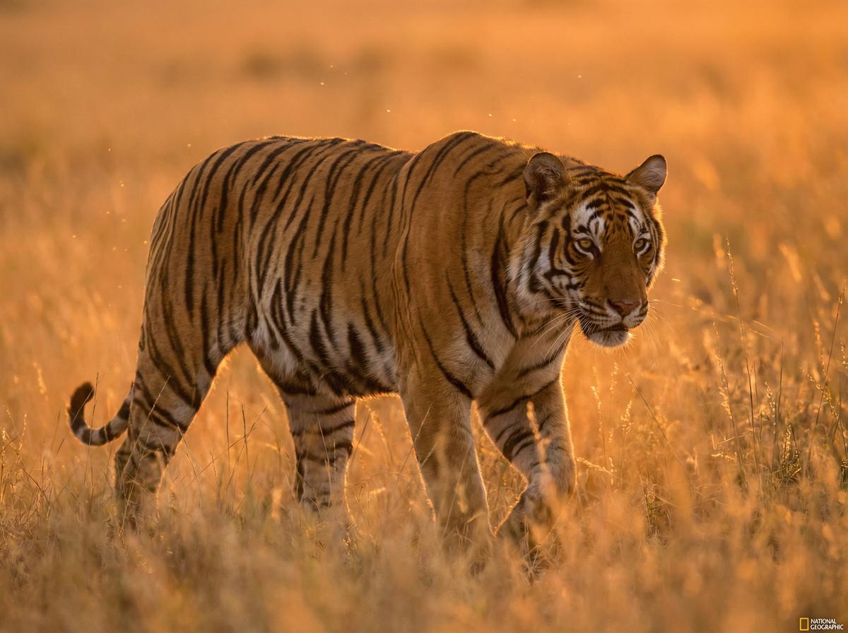 帝王会所帝王会所震撼：孟加拉虎黄昏巡猎视频全记录